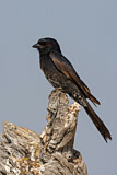 Image. Fork-tailed Drongo