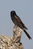 Image. Fork-tailed Drongo