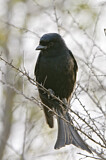 Image. Fork-tailed Drongo