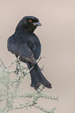 Image. Fork-tailed Drongo