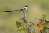 Image. Fork-tailed Flycatcher