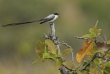 Image. Fork-tailed Flycatcher