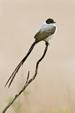 Image. Fork-tailed Flycatcher
