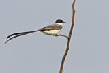 Image. Fork-tailed Flycatcher