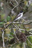 Image. Fork-tailed Flycatcher
