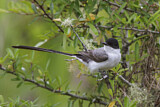 Image. Fork-tailed Flycatcher