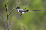 Image. Fork-tailed Flycatcher