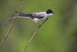 Image. Fork-tailed Flycatcher