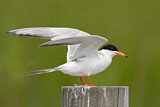 Image. Forsterseeschwalbe