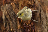 Image. Forty-spotted Pardalote