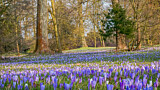 Image. Frühlingskrokus