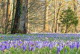 Image. Frühlingskrokus