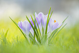 Image. Frühlingskrokus