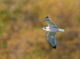 Image. Franklin's Gull