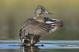 Image. Freckled Duck