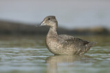 Image. Freckled Duck