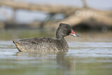 Image. Freckled Duck