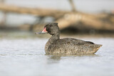 Image. Freckled Duck
