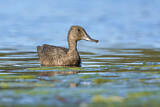 Image. Freckled Duck