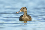 Image. Freckled Duck