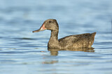 Image. Freckled Duck