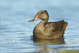 Image. Freckled Duck