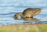 Image. Freckled Duck