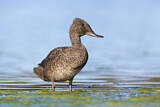 Image. Freckled Duck