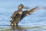 Image. Freckled Duck