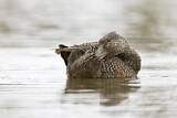 Image. Freckled Duck