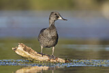 Image. Freckled Duck