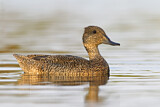 Image. Freckled Duck