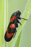 Image. Froghopper