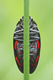 Image. Froghopper