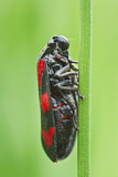 Image. Froghopper