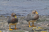 Image. Fuegian Steamer Duck