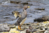 Image. Fuegian Steamer Duck