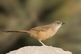 Image. Fulvous Babbler