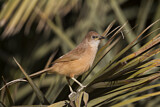 Image. Fulvous Babbler