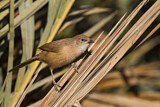 Image. Fulvous Babbler