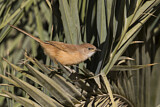 Image. Fulvous Babbler
