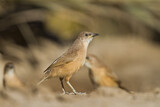 Image. Fulvous Babbler