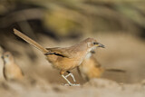 Image. Fulvous Babbler