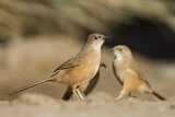 Image. Fulvous Babbler