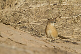Image. Fulvous Babbler