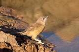 Image. Fulvous Babbler