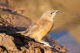 Image. Fulvous Babbler