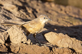 Image. Fulvous Babbler