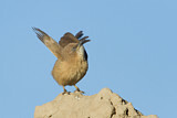 Image. Fulvous Babbler