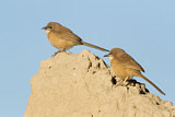 Image. Fulvous Babbler